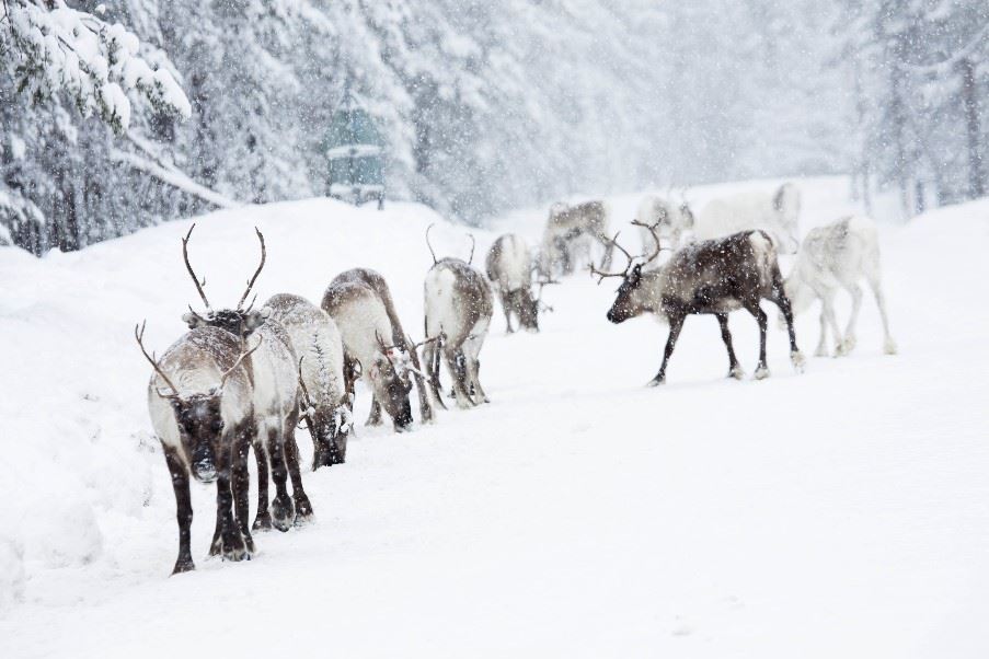 Encounter with the reindeer, Swedish Lapland