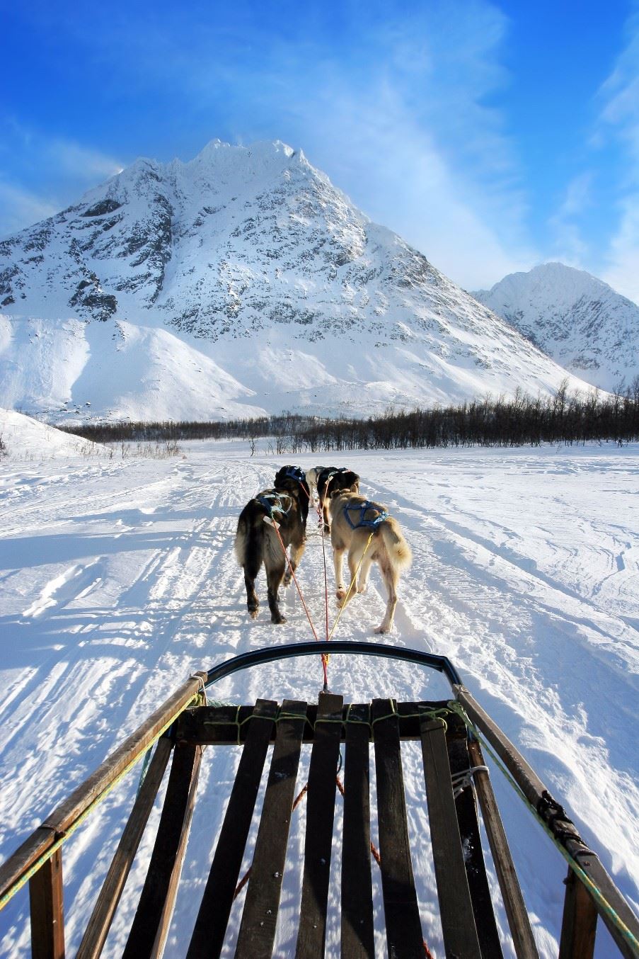 Dog sled tour, Tromso