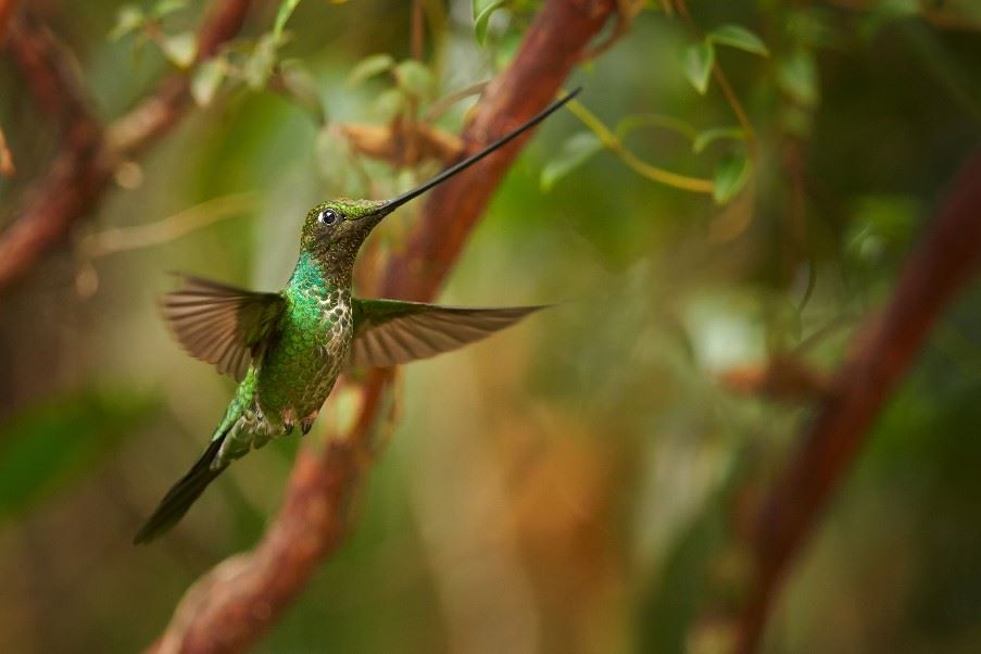 Sword-billed hummingbird, Yanacocha Nature Reserve