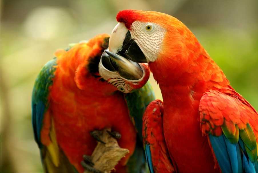 Scarlet macaws, Amazon Brazil