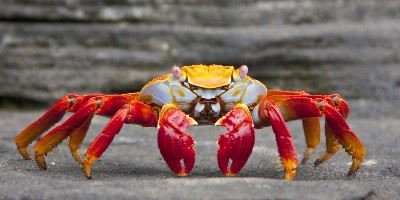 Crab, The Galapagos Islands