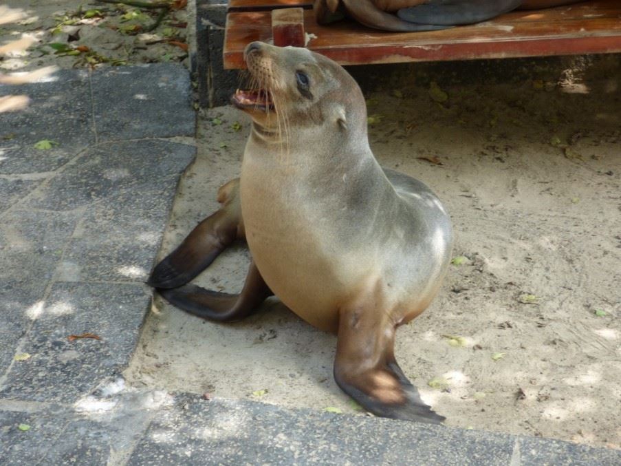 Sea Lion, Isabela