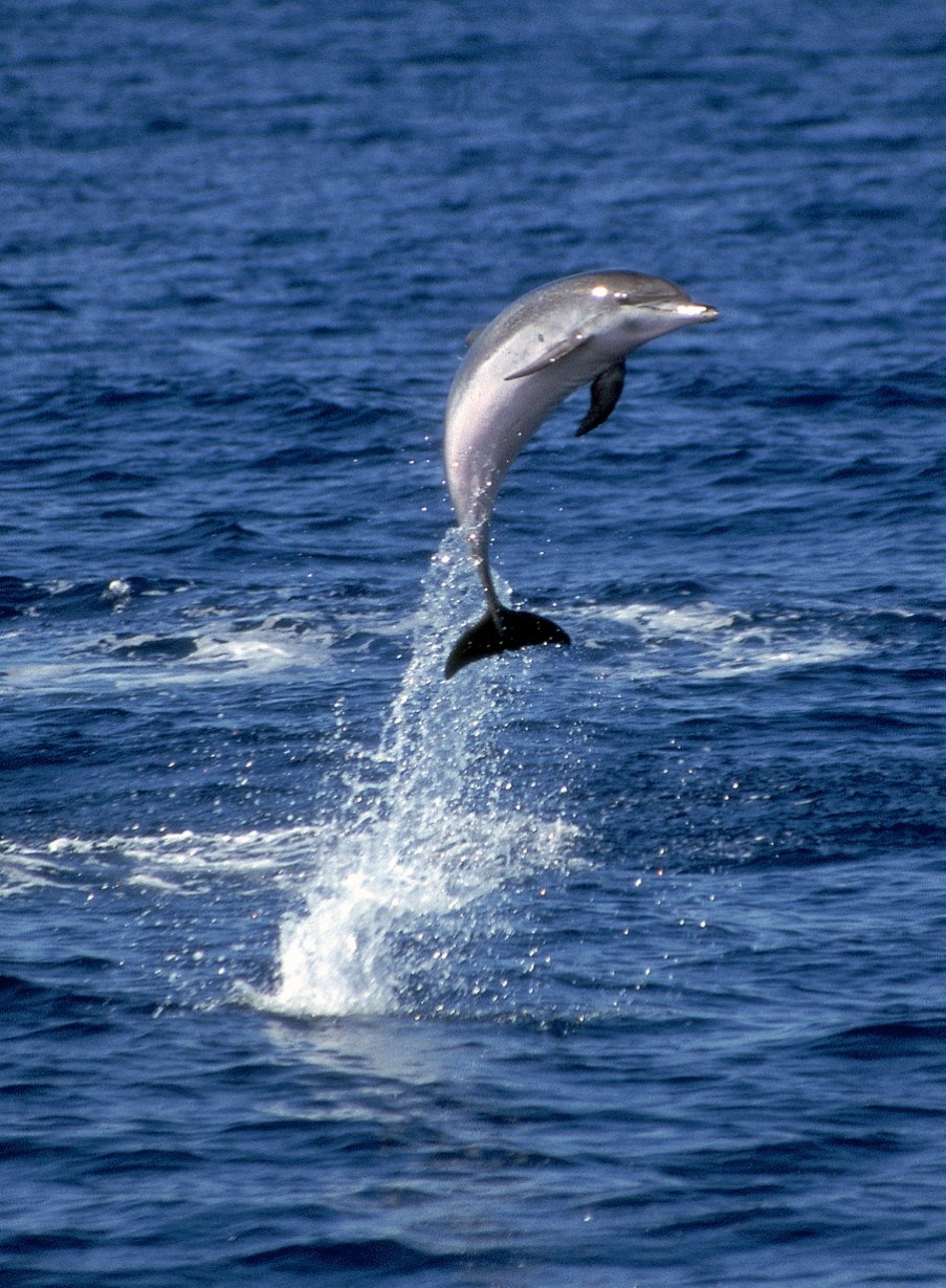 Dolphin, Azores