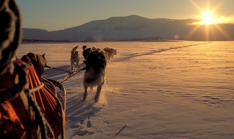 Dog sledding, Svalbard
