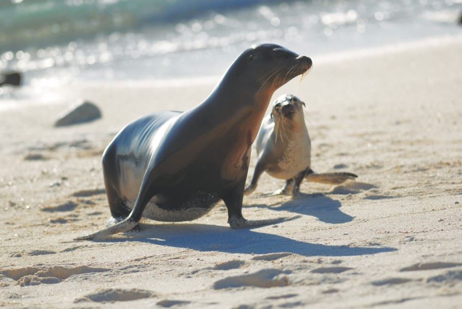 Sea Lions, The Galapagos Islands