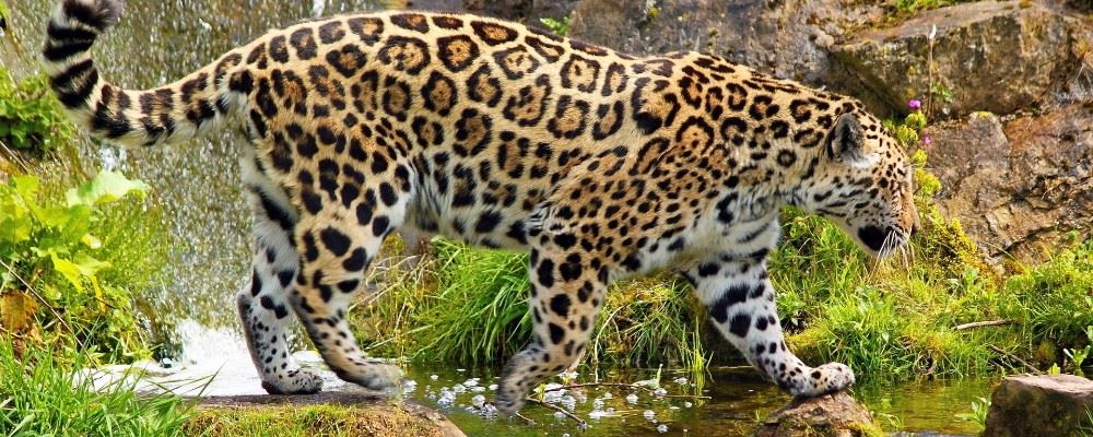 Jaguar, South America