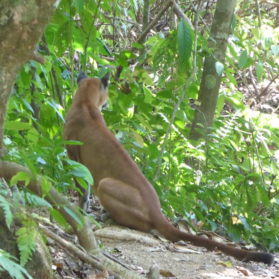 Puma in Corcovado National Park