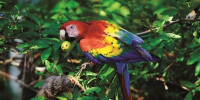 Macaw, South America