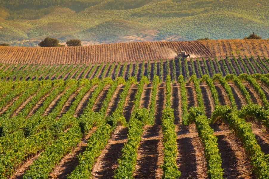 Vineyards in Alentejo