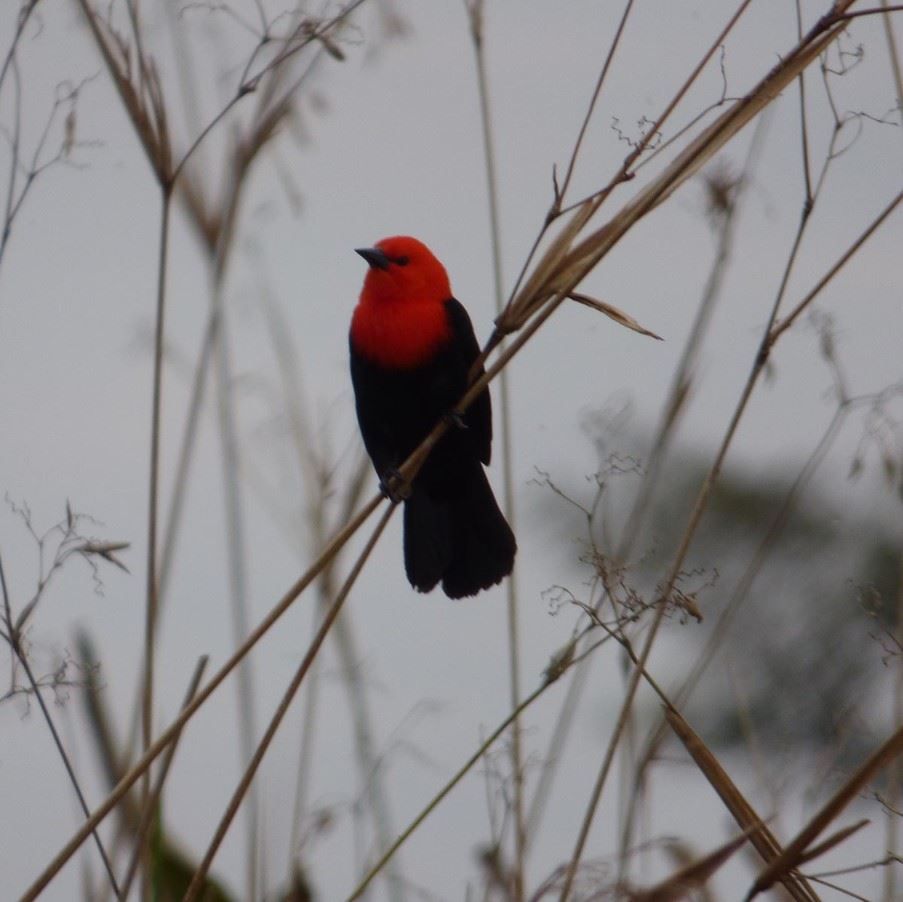 The scarlet headed blackbird