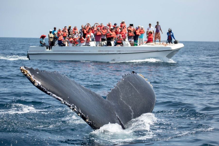 Whale Hunting, Sao Miguel