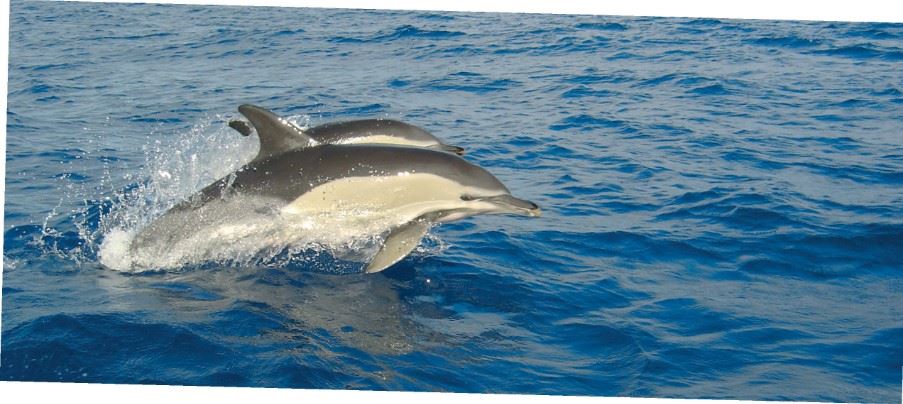 Dolphins, The Azores