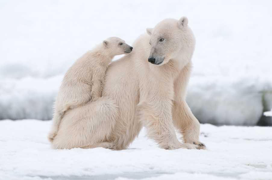 Polar bear and cub, Svalbard