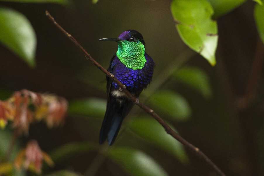 Violet Crowned Woodnymph, Rancho Naturalista