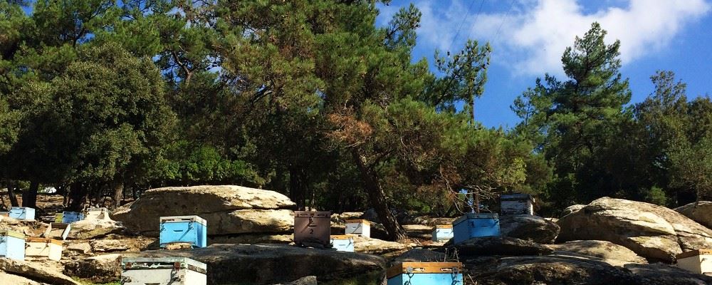 Bee hives on Ikaria, Greece