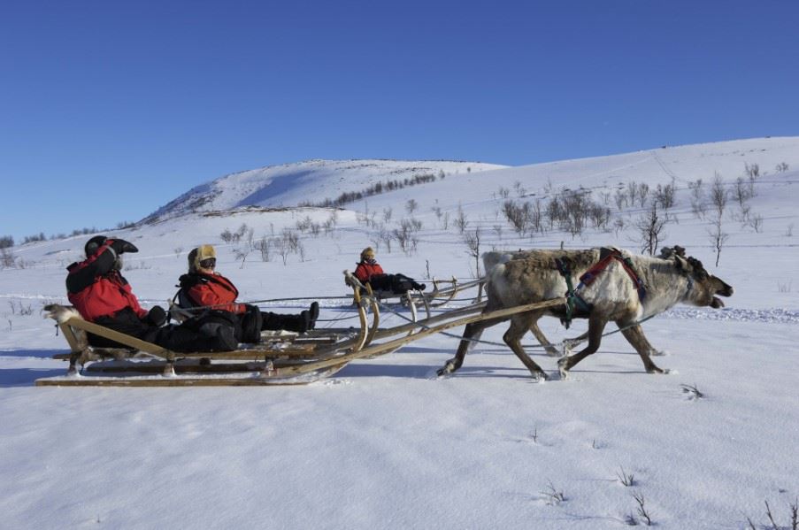 Reindeer sledding, Swedish Lapland
