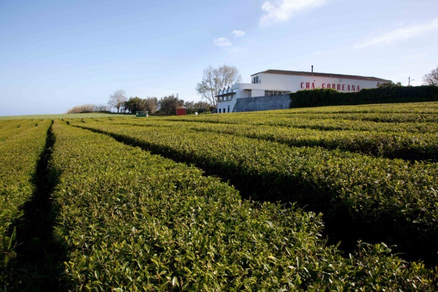 Gorreana tea factory, Santa Barbara