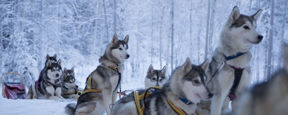 Dog sledding in Swedish Lapland