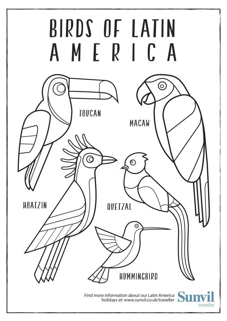 Birds Of Latin America