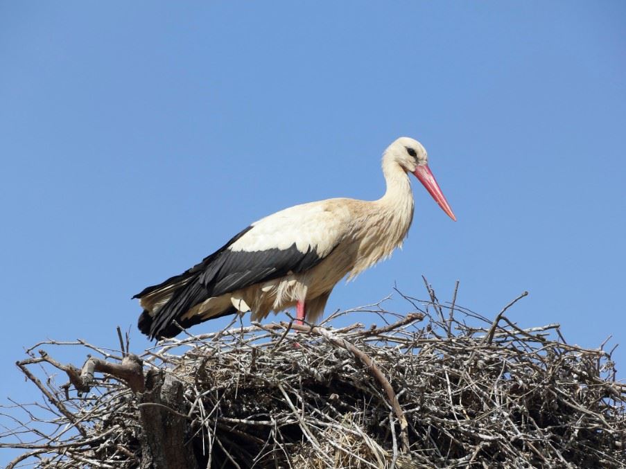 A stork in its nest is a common sight in Evora