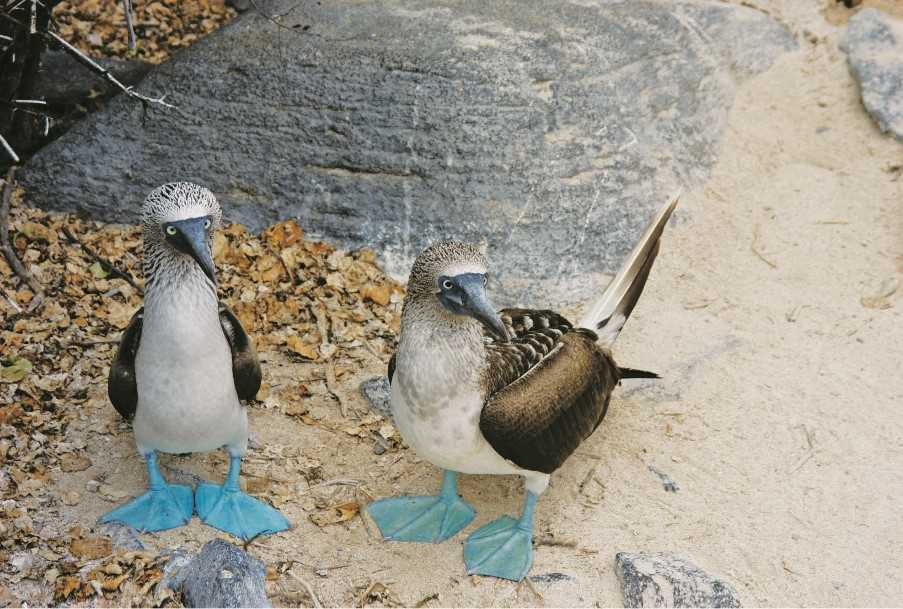 Blue-footed boobies, Los Tuneles
