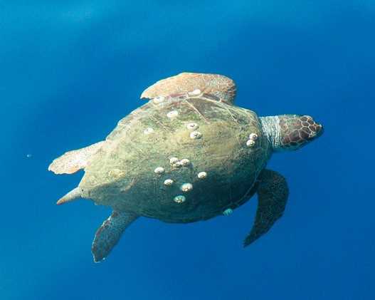 Sea turtle, Zakynthos