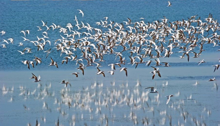 Flock of Arctic Terns