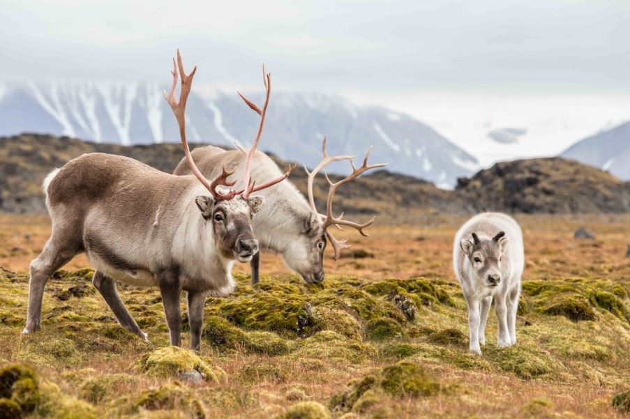 Wild reindeer in spring, Svalbard, Norway