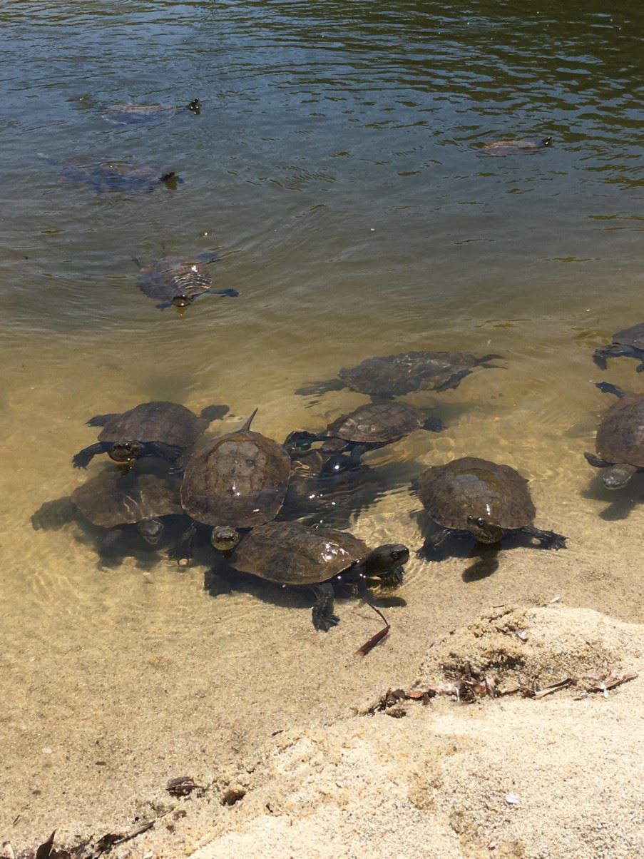 Terrapins in the ponds behind the beaches of Armenistis