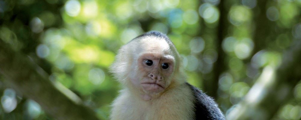 White headed capuchin monkey
