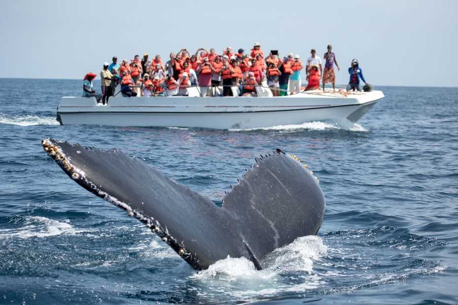 Whale watching excursion, Sao Miguel