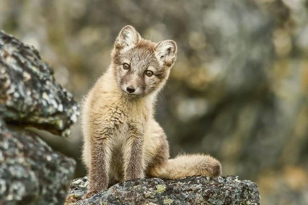Young arctic fox, Svalbard in summer