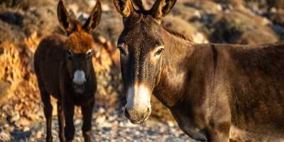 Donkeys of Folegandros, Cyclades