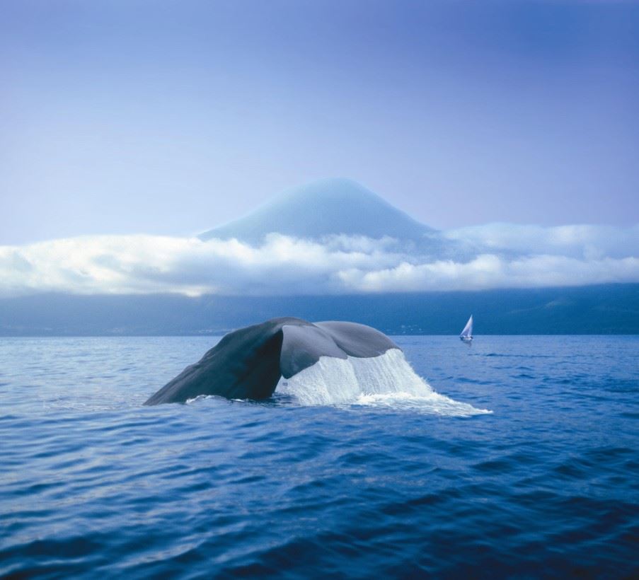 Whale watching, Sao Miguel