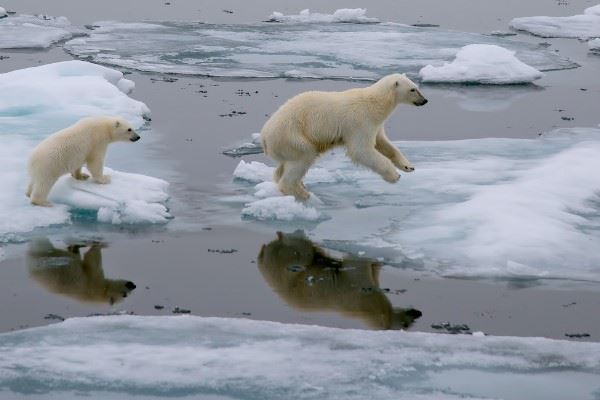 Mother polar bear and cub jumping ,Svalbard