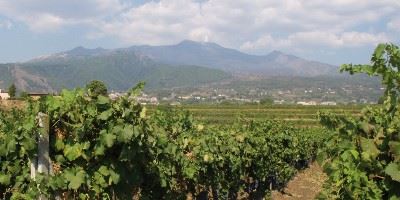 Vineyard, Sicily