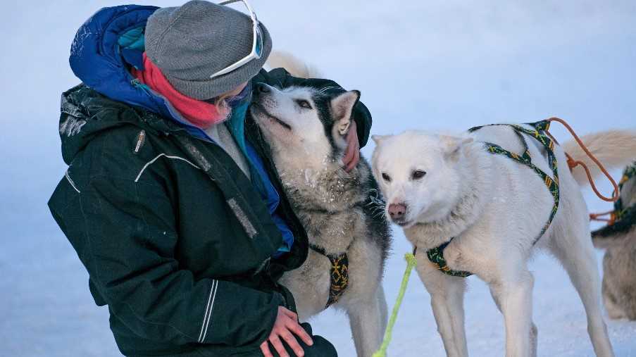 Dog sledding, Svalbard
