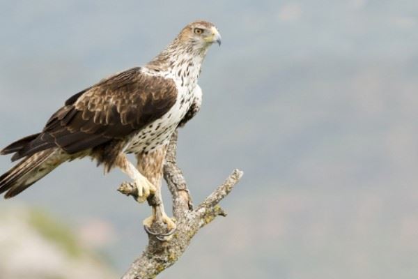 Bonelli's eagle