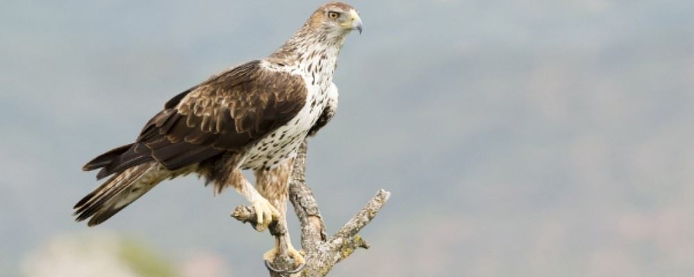 Bonelli's Eagle, Cyprus