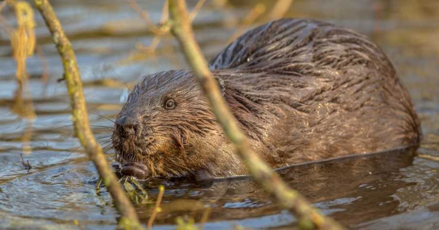 Eurasian beaver in water peeking through branches