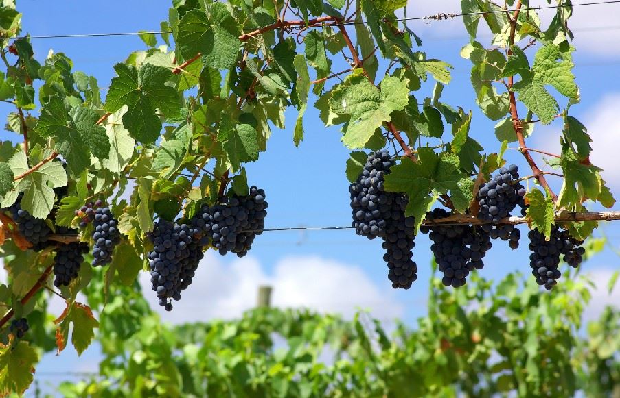 Traditional Lemnian vineyard