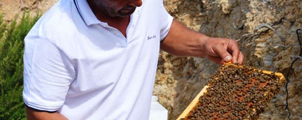 Bee keeping, Greek style
