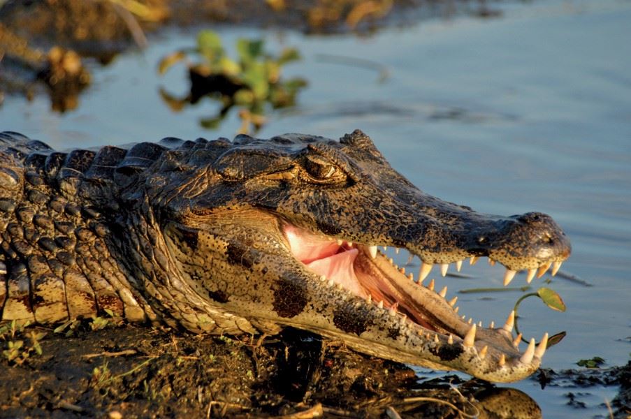 Caiman, Amazon Basin Ecuador