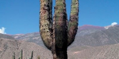 Atacama Desert, Chile