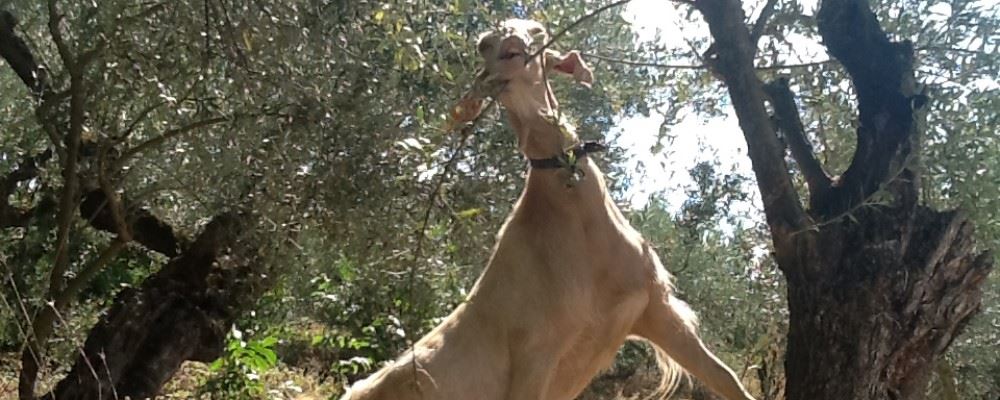 Goats, Myrtas, South Peloponnese
