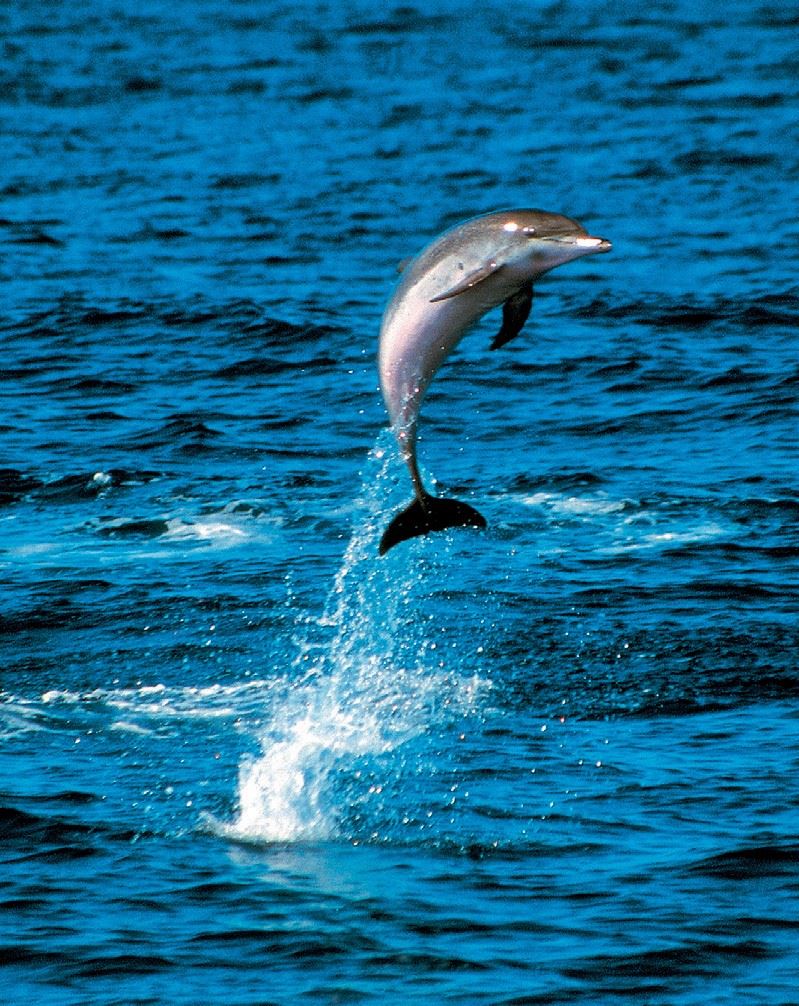 Whale & dolphin watching
