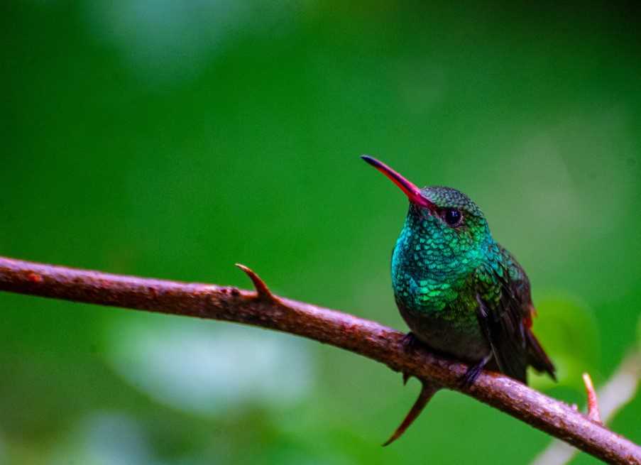 Rancho Naturalista, Garden Emerald