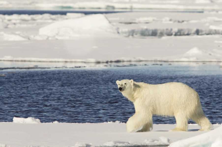 Polar bear, Svalbard