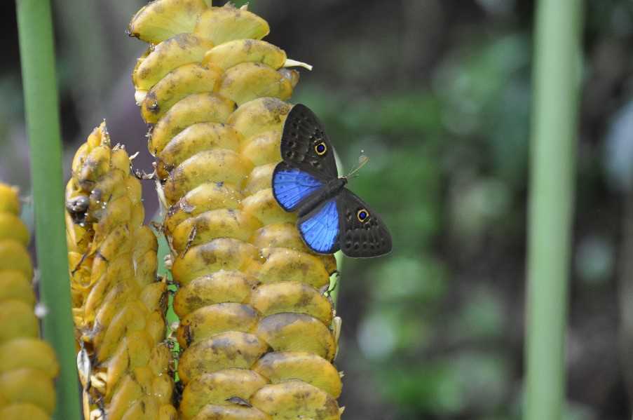 Butterfly Observatory