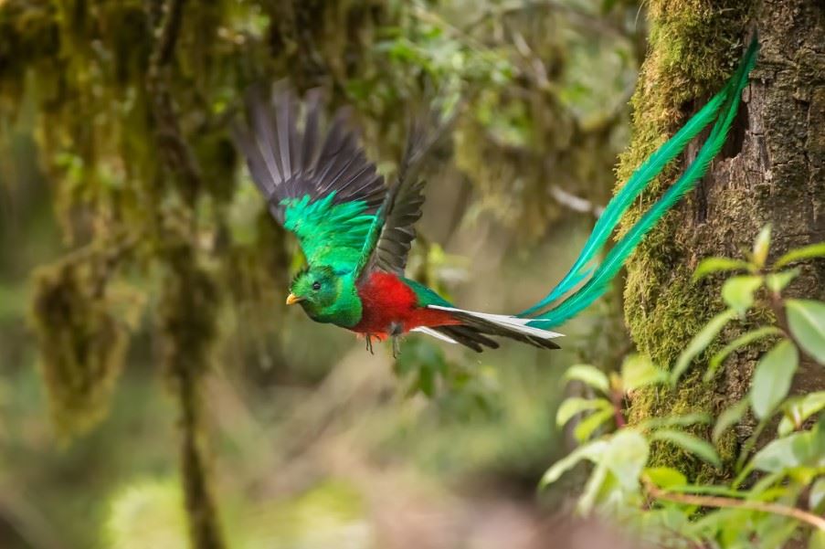 Quetzals